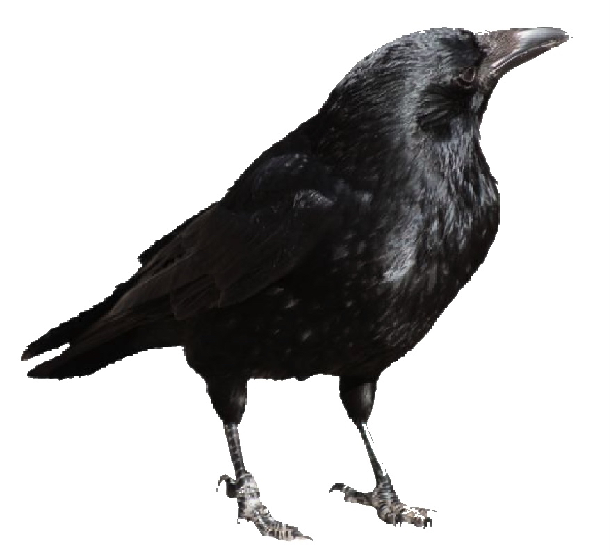 Crow Image